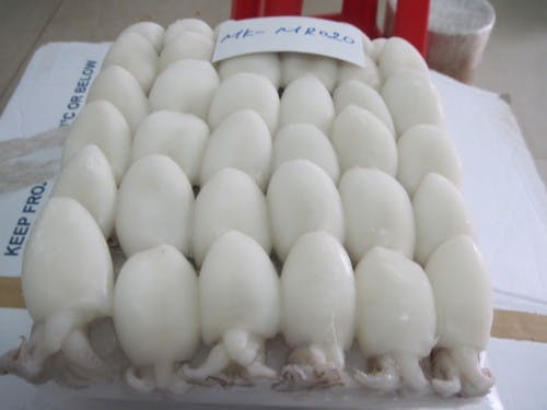Frozen Whole Cleaned Baby Cuttlefish
