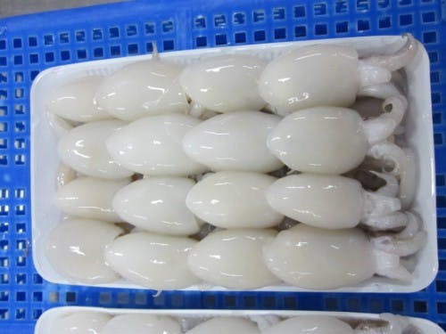Frozen Whole Cleaned Baby Cuttlefish
