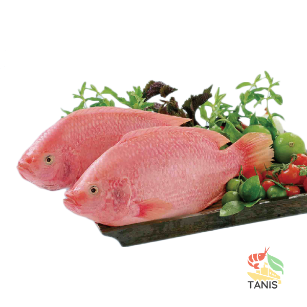 Red Tilapia Whole Round