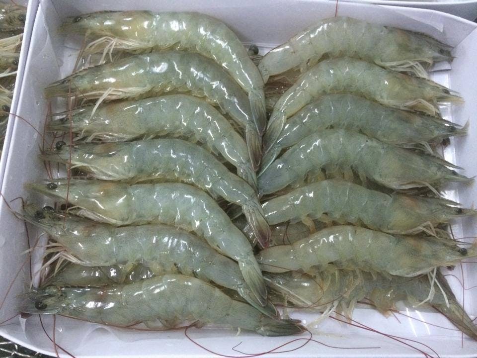 Finding the best suppliers of Frozen Vannamei HOSO shrimps in Vietnam | Tanis Imex Co., Ltd