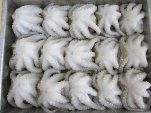 frozen-whole-cleaned-baby-octopus