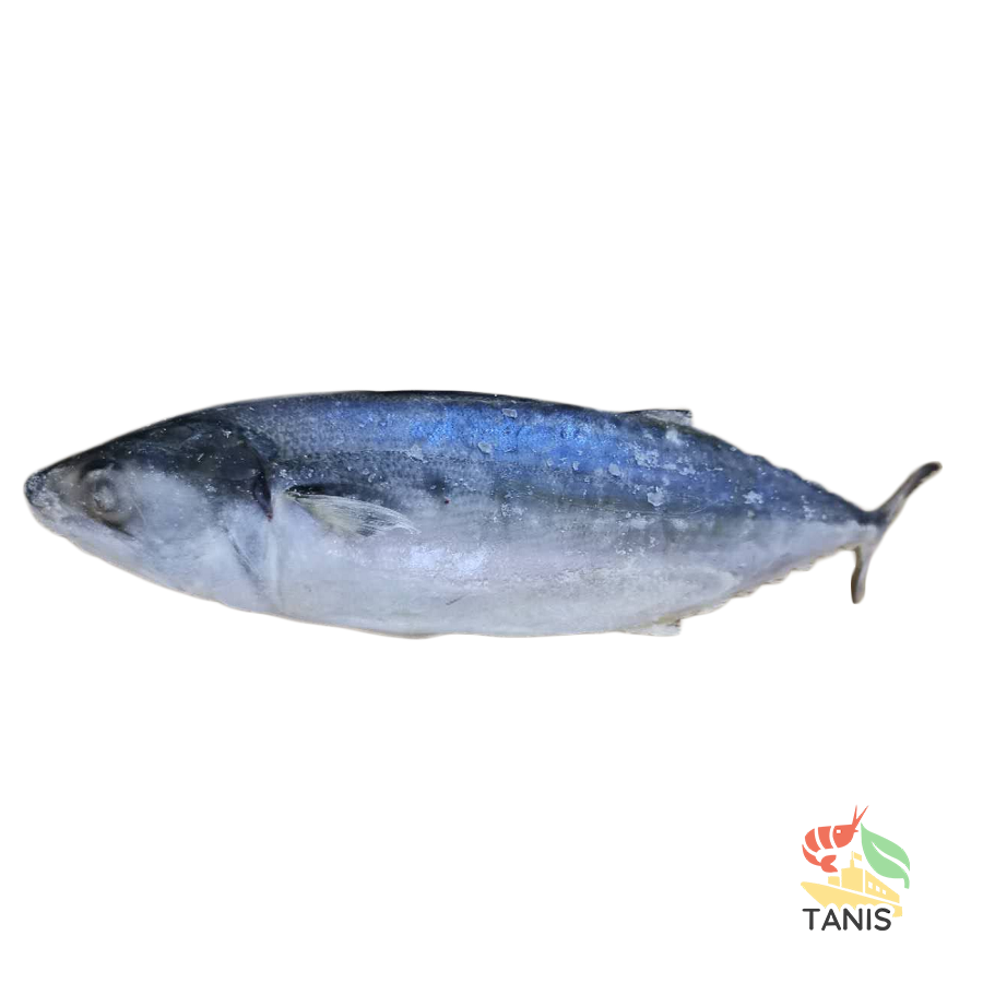 https://www.datocms-assets.com/58977/1651546913-indian-mackerel-3-logo.png